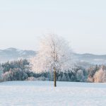 From Winter Stillness to Spring Renewal