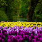 Turning Toward the Heart: A Guided Metta Practice